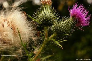Flora Ahrweiler Korbblütler