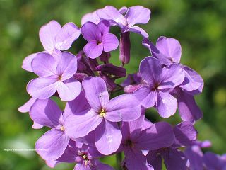 Flora Ahrweiler Kreuzblütler