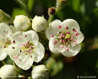 Flora Ahrweiler Rosengewächse