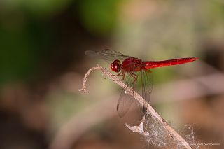 Spinnen und Libellen Thailand